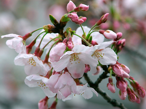 sakura